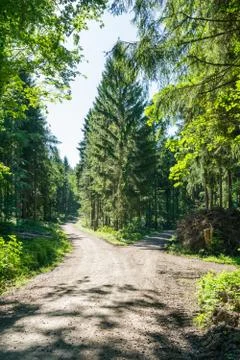 Path Fork Split Forest Trees Summer Foliage Dirt Footpath Sunny Decision Stock Photos