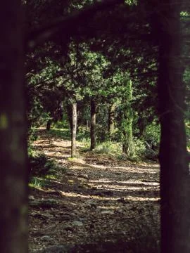 A path in the forrest between the trees Stock Photos