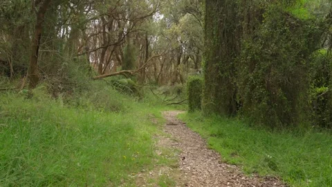 Path in forrest Stock Footage 295079987