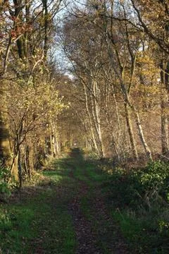 Path in the forrest Stock Photos