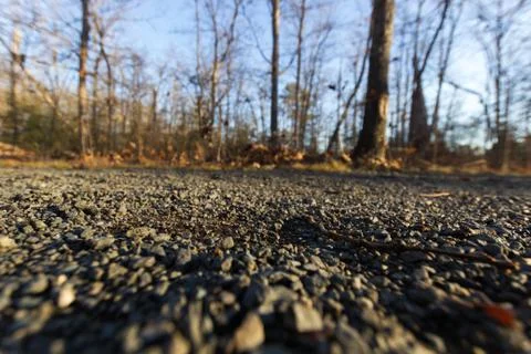 Path in Forrest Stock Photos