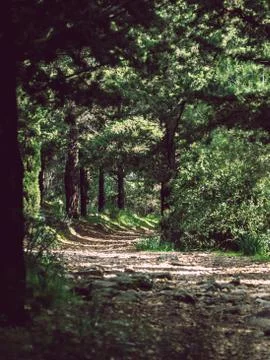 A path in the forrest Stock Photos
