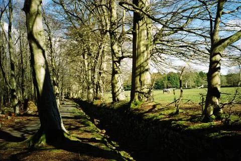 Path in the forrest Foto stock