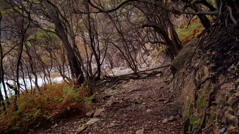 Path forward between dry trees Stock-Footage 85656185