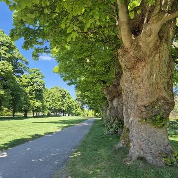 The path forward Stock Photos