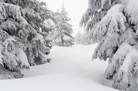A path forward through the snow. Stock Photos