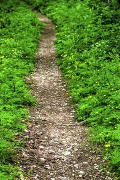 Path in the fresh green forest Stock Photos