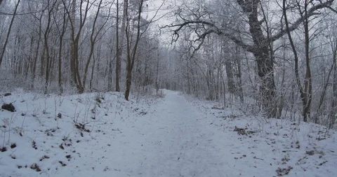 Path in the Frozen Forest Stock Footage 123170497