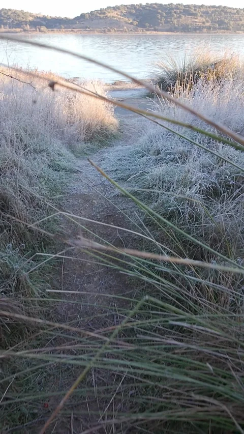 Path in the frozen forest that will end in a lake surrounded by mountains, Stock Footage 296701959