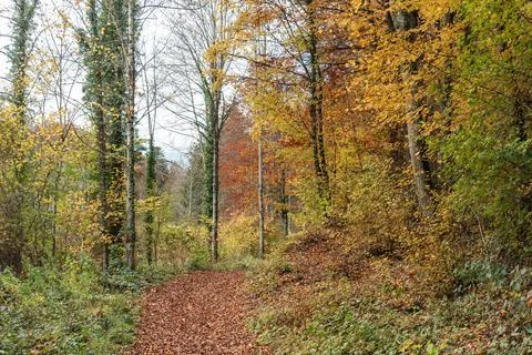 Path full of fallen leaves surrounded by trees in autumn Stock Photos