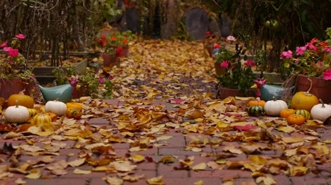 Path to the garden with flowers, pumpkins and leaves falling down to the ground. Stock Footage 62438739
