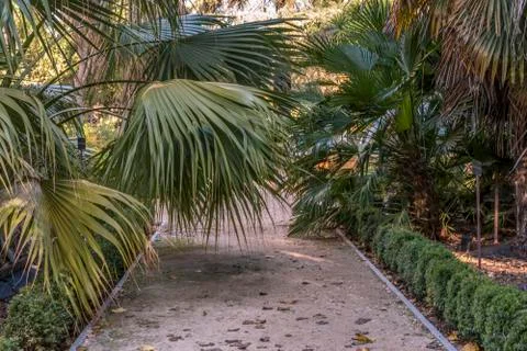 Path in a garden with palm trees Stock Photos