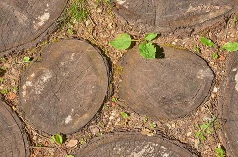 Path in the garden of round tree cuts Stock Photos