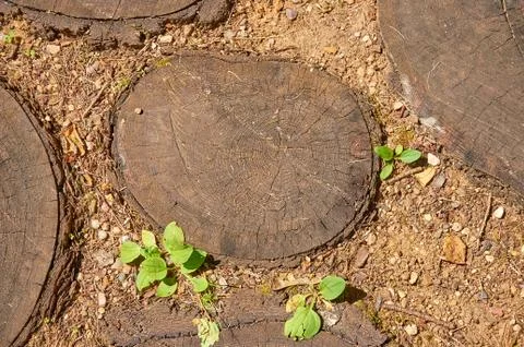 Path in the garden of round tree cuts Stock Photos