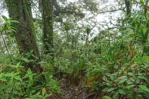 Path to go down through amazing untouched rainforest from the summit of Raja Stock Photos