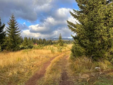 The path that goes into the distance on the edge of the forest, eco-landscape Stock Photos