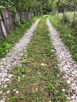 A path goes to forest in spring Stock Photos
