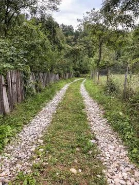 A path goes to forest in spring Stock Photos