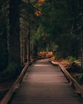 A path that goes through the forest in the mountains in autumn Stock Photos