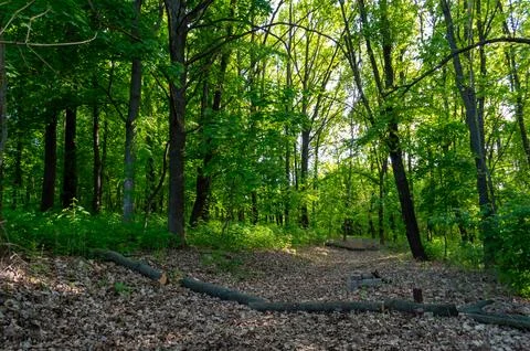 A path going deep into a dense forest Stock Photos