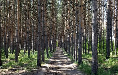 A path going into the distance in a pine coniferous forest on a sunny summer Stock Photos