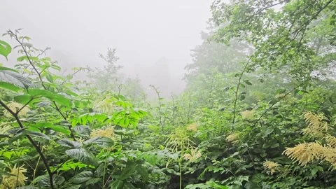 A path that is going. Stock Footage 282795202