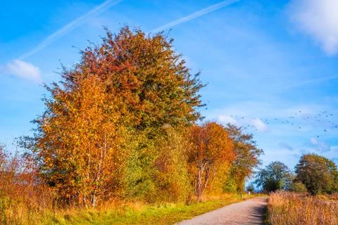 Path going through a autumn landscape Stock Photos