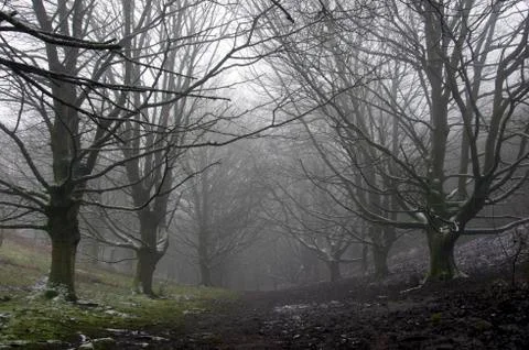 A path going through an avenue of trees in a cold, fantasy like forest Stock Photos