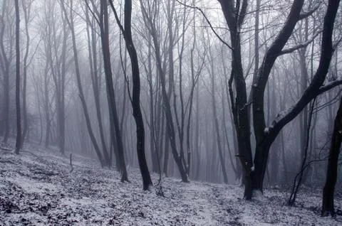 A path going through a cold, fantasy like forest covered in snow. Stock Photos