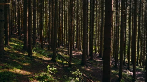 A path going through a dense forest. Stock-Footage 311248807