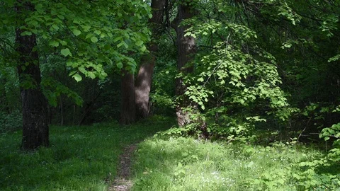 Path going through the forest Stock Footage 120817193