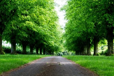 Path going through the trees in an english wood Stock Photos