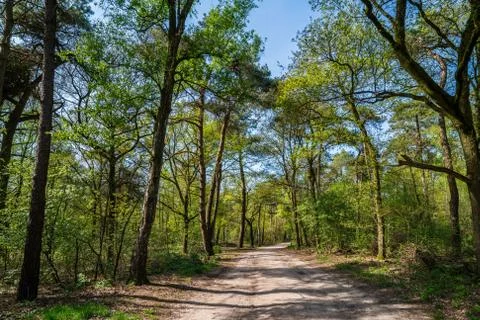 Path going through the trees in a forest Stock Photos