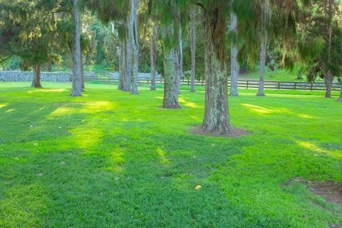 Path going through trees rustling with wind in summer Stock-Fotos