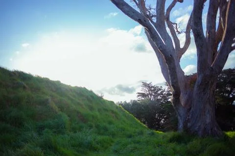 Path going through trees rustling with wind in summer Foto stock