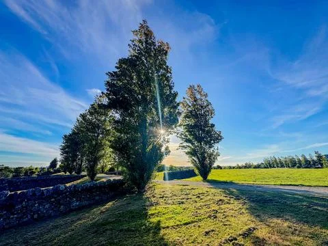 Path going through trees rustling with wind in summer Stock-Fotos