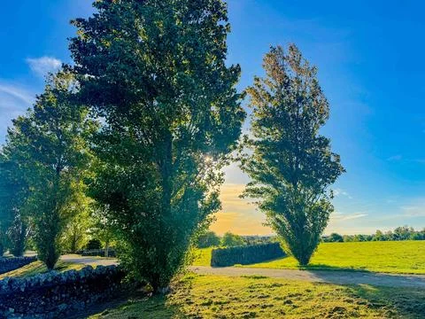 Path going through trees rustling with wind in summer Stock-Fotos