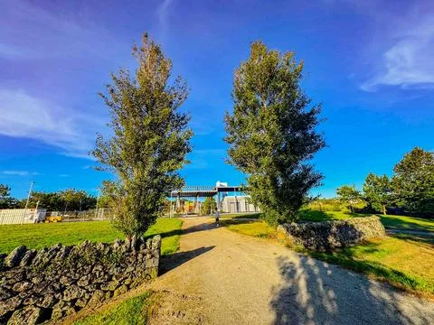 Path going through trees rustling with wind in summer Stock-Fotos