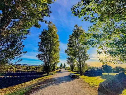 Path going through trees rustling with wind in summer Stock-Fotos