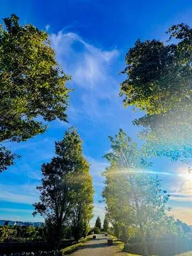 Path going through trees rustling with wind in summer Stock-Fotos
