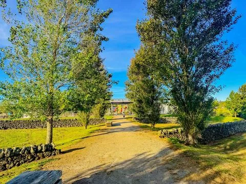 Path going through trees rustling with wind in summer Stock-Fotos
