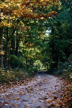 Path going trough the dark autumn forest with many leaves on the floor. fall Stock Photos