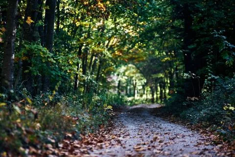 Path going trough the dark autumn forest with many leaves on the floor. fall Stock Photos