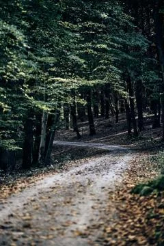 Path going trough the dark autumn forest with many leaves on the floor. fall Stock Photos