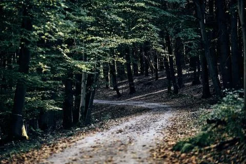 Path going trough the dark autumn forest with many leaves on the floor. fall Stock Photos