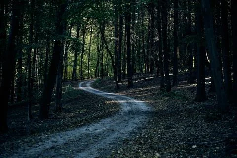 Path going trough the dark autumn forest with many leaves on the floor. fall Stock Photos