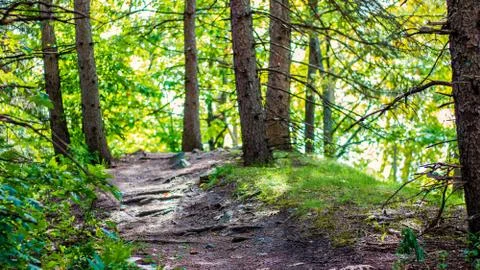 Path Going Uphill in forest. Stock Photos