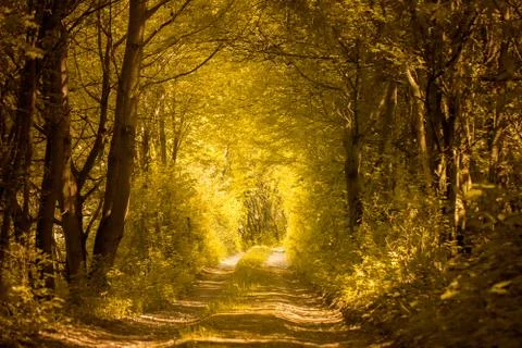 Path in golden forest Stock Photos
