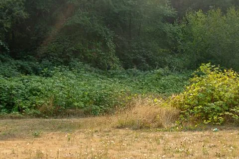 Path of golden light through summer field Stock Photos