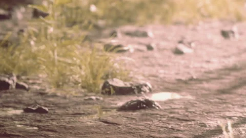 Path with grass and rocks during golden hour light Stock Footage 344129270